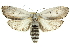  ( - 11ANIC-11511)  @15 [ ] CreativeCommons - Attribution (2011) ANIC/CBG Photography Group Centre for Biodiversity Genomics