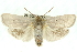  ( - 11ANIC-11554)  @11 [ ] CreativeCommons - Attribution (2011) ANIC/CBG Photography Group Centre for Biodiversity Genomics