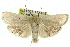  ( - 11ANIC-11555)  @13 [ ] CreativeCommons - Attribution (2011) ANIC/CBG Photography Group Centre for Biodiversity Genomics