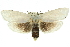  ( - 11ANIC-11559)  @15 [ ] CreativeCommons - Attribution (2011) ANIC/CBG Photography Group Centre for Biodiversity Genomics