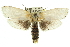  ( - 11ANIC-11560)  @15 [ ] CreativeCommons - Attribution (2011) ANIC/CBG Photography Group Centre for Biodiversity Genomics
