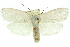  ( - 11ANIC-11581)  @14 [ ] CreativeCommons - Attribution (2011) ANIC/CBG Photography Group Centre for Biodiversity Genomics