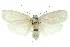 ( - 11ANIC-11586)  @14 [ ] CreativeCommons - Attribution (2011) ANIC/CBG Photography Group Centre for Biodiversity Genomics