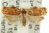  ( - 11ANIC-11598)  @13 [ ] CreativeCommons - Attribution (2011) ANIC/CBG Photography Group Centre for Biodiversity Genomics