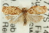  ( - 11ANIC-11599)  @13 [ ] CreativeCommons - Attribution (2011) ANIC/CBG Photography Group Centre for Biodiversity Genomics
