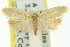  ( - 11ANIC-11620)  @11 [ ] CreativeCommons - Attribution (2011) ANIC/CBG Photography Group Centre for Biodiversity Genomics