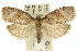  ( - 11ANIC-11632)  @14 [ ] CreativeCommons - Attribution (2011) ANIC/CBG Photography Group Centre for Biodiversity Genomics