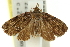  (Gatesclarkeanini - 11ANIC-11644)  @14 [ ] CreativeCommons - Attribution (2011) ANIC/CBG Photography Group Centre for Biodiversity Genomics