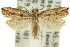  ( - 11ANIC-11656)  @15 [ ] CreativeCommons - Attribution (2011) ANIC/CBG Photography Group Centre for Biodiversity Genomics