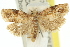  ( - 11ANIC-11683)  @13 [ ] CreativeCommons - Attribution (2011) ANIC/CBG Photography Group Centre for Biodiversity Genomics