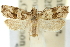  ( - 11ANIC-11685)  @11 [ ] CreativeCommons - Attribution (2011) ANIC/CBG Photography Group Centre for Biodiversity Genomics