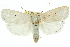  ( - 11ANIC-11687)  @15 [ ] CreativeCommons - Attribution (2011) ANIC/CBG Photography Group Centre for Biodiversity Genomics