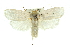  ( - 11ANIC-11689)  @14 [ ] CreativeCommons - Attribution (2011) ANIC/CBG Photography Group Centre for Biodiversity Genomics
