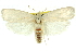  ( - 11ANIC-11696)  @13 [ ] CreativeCommons - Attribution (2011) ANIC/CBG Photography Group Centre for Biodiversity Genomics