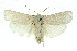  ( - 11ANIC-11703)  @14 [ ] CreativeCommons - Attribution (2011) ANIC/CBG Photography Group Centre for Biodiversity Genomics