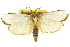  ( - 11ANIC-11713)  @11 [ ] CreativeCommons - Attribution (2011) ANIC/CBG Photography Group Centre for Biodiversity Genomics