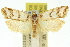  ( - 11ANIC-11716)  @15 [ ] CreativeCommons - Attribution (2011) ANIC/CBG Photography Group Centre for Biodiversity Genomics
