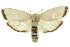  ( - 11ANIC-11740)  @11 [ ] CreativeCommons - Attribution (2011) ANIC/CBG Photography Group Centre for Biodiversity Genomics