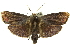  ( - 11ANIC-11741)  @14 [ ] CreativeCommons - Attribution (2011) ANIC/CBG Photography Group Centre for Biodiversity Genomics