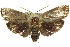  ( - 11ANIC-11742)  @14 [ ] CreativeCommons - Attribution (2011) ANIC/CBG Photography Group Centre for Biodiversity Genomics