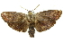  ( - 11ANIC-11743)  @11 [ ] CreativeCommons - Attribution (2011) ANIC/CBG Photography Group Centre for Biodiversity Genomics