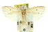  ( - 11ANIC-11755)  @11 [ ] CreativeCommons - Attribution (2011) ANIC/CBG Photography Group Centre for Biodiversity Genomics