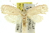  ( - 11ANIC-11764)  @11 [ ] CreativeCommons - Attribution (2011) ANIC/CBG Photography Group Centre for Biodiversity Genomics