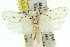  ( - 11ANIC-11767)  @11 [ ] CreativeCommons - Attribution (2011) ANIC/CBG Photography Group Centre for Biodiversity Genomics