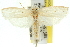 ( - 11ANIC-11769)  @11 [ ] CreativeCommons - Attribution (2011) ANIC/CBG Photography Group Centre for Biodiversity Genomics