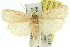  ( - 11ANIC-11778)  @14 [ ] CreativeCommons - Attribution (2011) ANIC/CBG Photography Group Centre for Biodiversity Genomics