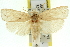  ( - 11ANIC-11779)  @13 [ ] CreativeCommons - Attribution (2011) ANIC/CBG Photography Group Centre for Biodiversity Genomics