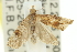  ( - 11ANIC-11788)  @13 [ ] CreativeCommons - Attribution (2011) ANIC/CBG Photography Group Centre for Biodiversity Genomics