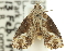  ( - 11ANIC-11793)  @12 [ ] CreativeCommons - Attribution (2011) ANIC/CBG Photography Group Centre for Biodiversity Genomics