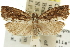  (Oxysemaphora sp. A - 11ANIC-11798)  @14 [ ] CreativeCommons - Attribution (2011) ANIC/CBG Photography Group Centre for Biodiversity Genomics