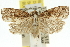  ( - 11ANIC-11800)  @11 [ ] CreativeCommons - Attribution (2011) ANIC/CBG Photography Group Centre for Biodiversity Genomics