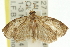  ( - 11ANIC-11813)  @13 [ ] CreativeCommons - Attribution (2011) ANIC/CBG Photography Group Centre for Biodiversity Genomics