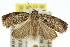  ( - 11ANIC-11825)  @14 [ ] CreativeCommons - Attribution (2011) ANIC/CBG Photography Group Centre for Biodiversity Genomics