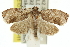  ( - 11ANIC-11829)  @13 [ ] CreativeCommons - Attribution (2011) ANIC/CBG Photography Group Centre for Biodiversity Genomics