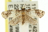  ( - 11ANIC-11842)  @12 [ ] CreativeCommons - Attribution (2011) ANIC/CBG Photography Group Centre for Biodiversity Genomics