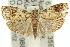  ( - 11ANIC-11860)  @15 [ ] CreativeCommons - Attribution (2011) ANIC/CBG Photography Group Centre for Biodiversity Genomics