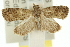  ( - 11ANIC-11862)  @12 [ ] CreativeCommons - Attribution (2011) ANIC/CBG Photography Group Centre for Biodiversity Genomics