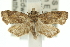  ( - 11ANIC-11863)  @12 [ ] CreativeCommons - Attribution (2011) ANIC/CBG Photography Group Centre for Biodiversity Genomics