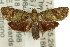  ( - 11ANIC-11875)  @15 [ ] CreativeCommons - Attribution (2011) ANIC/CBG Photography Group Centre for Biodiversity Genomics