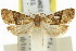  ( - 11ANIC-11891)  @11 [ ] CreativeCommons - Attribution (2011) ANIC/CBG Photography Group Centre for Biodiversity Genomics