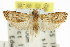  ( - 11ANIC-11922)  @11 [ ] CreativeCommons - Attribution (2011) ANIC/CBG Photography Group Centre for Biodiversity Genomics