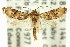  ( - 11ANIC-11928)  @11 [ ] CreativeCommons - Attribution (2011) ANIC/CBG Photography Group Centre for Biodiversity Genomics