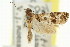  ( - 11ANIC-11935)  @11 [ ] CreativeCommons - Attribution (2011) ANIC/CBG Photography Group Centre for Biodiversity Genomics