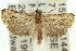  ( - 11ANIC-11947)  @13 [ ] CreativeCommons - Attribution (2011) ANIC/CBG Photography Group Centre for Biodiversity Genomics