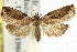  ( - 11ANIC-11958)  @13 [ ] CreativeCommons - Attribution (2011) ANIC/CBG Photography Group Centre for Biodiversity Genomics