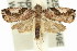  ( - 11ANIC-11959)  @11 [ ] CreativeCommons - Attribution (2011) ANIC/CBG Photography Group Centre for Biodiversity Genomics